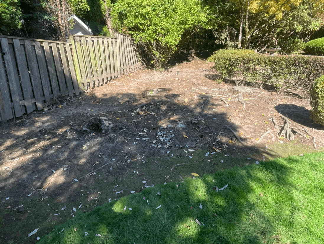 Before — same framing, stump in place